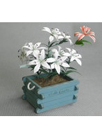 1/12 カサブランカ