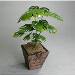 1/12 モンステラ