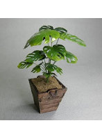 1/12 モンステラ