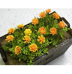 1/12 マリーゴールド