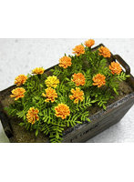 1/12 マリーゴールド