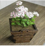 1/12 ゼラニューム