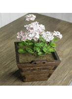 1/12 ゼラニューム