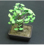 1/12 盆 いちょう