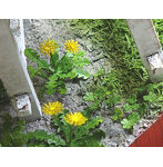 1/12 タンポポ、クローバー