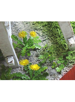 1/12 タンポポ、クローバー