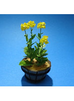 1/12 菜の花