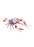 自由研究シリーズNo.243 キン肉マン編 アメリカザリガニ キン肉マン仕様