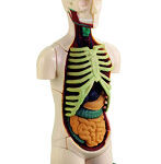 人体上半身 12.7cm