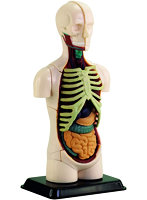 人体上半身 12.7cm